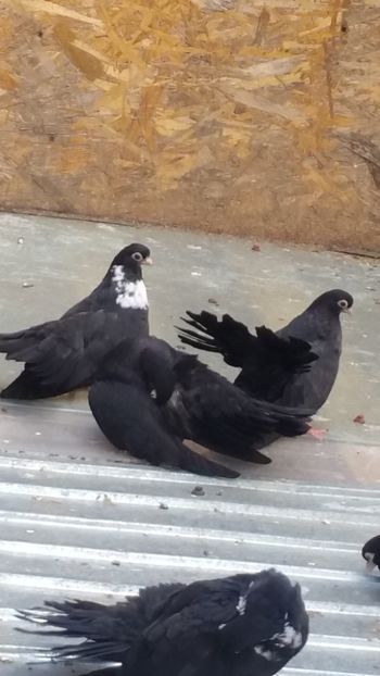  - Pui 2017 Negri Trenati de Bucuresti - negri turci