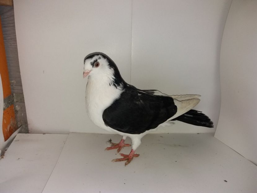 Mascul  2017 - Plecați ALBUM 1