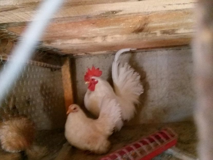 27335727_1663573653681975_1690388709_o - chabo alb