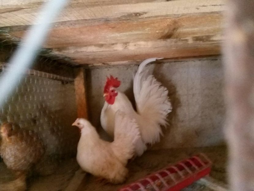 27265361_1663573817015292_1311035662_o - chabo alb