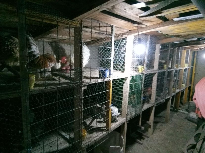 27399153_1663931180312889_1814761303_o - voliera