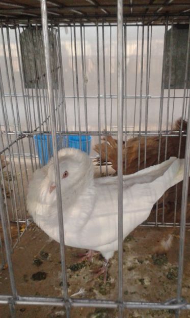  - 0 - REZ EXPO TG NEAMT IAN 2018