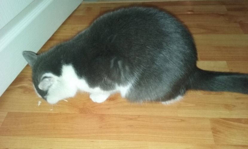  - AMIRA si fratii sai blanosi