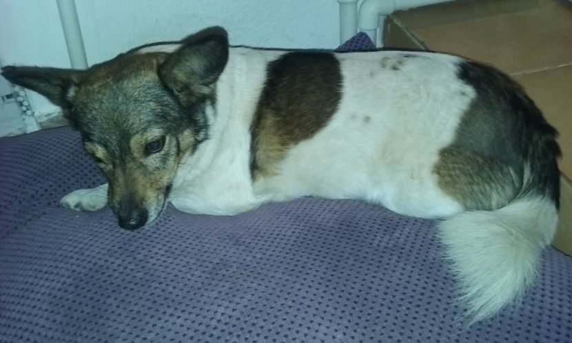 Sasha, Elsa ca si Amira sunt prietenele mele pe care le-am gasit aruncate in strada. - AMIRA si fratii sai blanosi