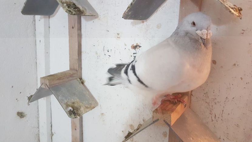 M 2014 - 0 - 26 Ian 2018 VRdF Masculi