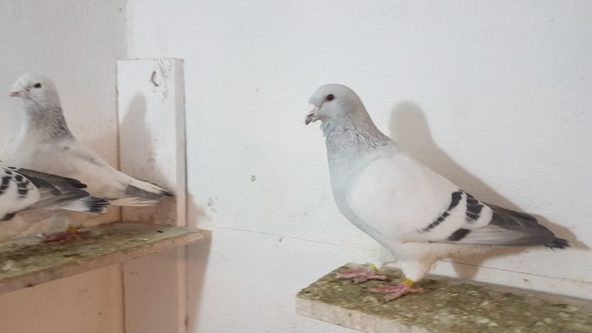 M 2017 - 0 - 26 Ian 2018 VRdF Masculi