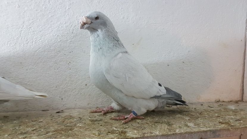 M 2012 - 0 - 26 Ian 2018 VRdF Masculi