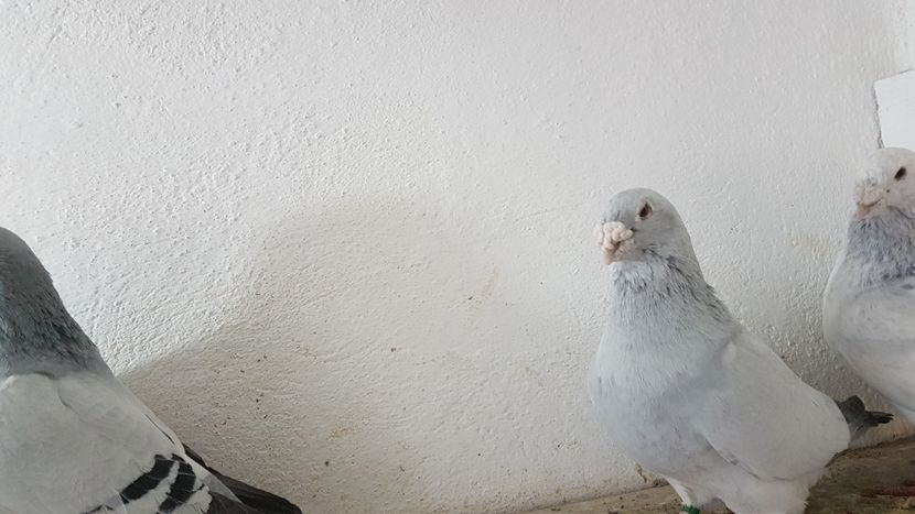 M 2013 - 0 - 26 Ian 2018 VRdF Masculi