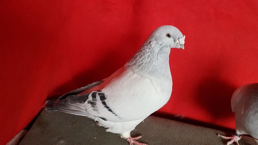 M  2015 - 0 - 26 Ian 2018 VRdF Masculi