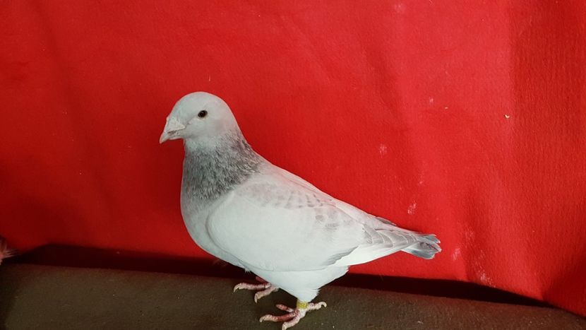  - 0 - 26 Ian 2018 VRdF Masculi