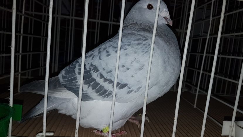 F 2017 - 0 - 26 ian 2018 VRdF Femele