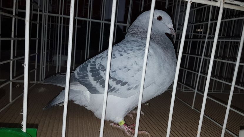 F 2017 - 0 - 26 ian 2018 VRdF Femele