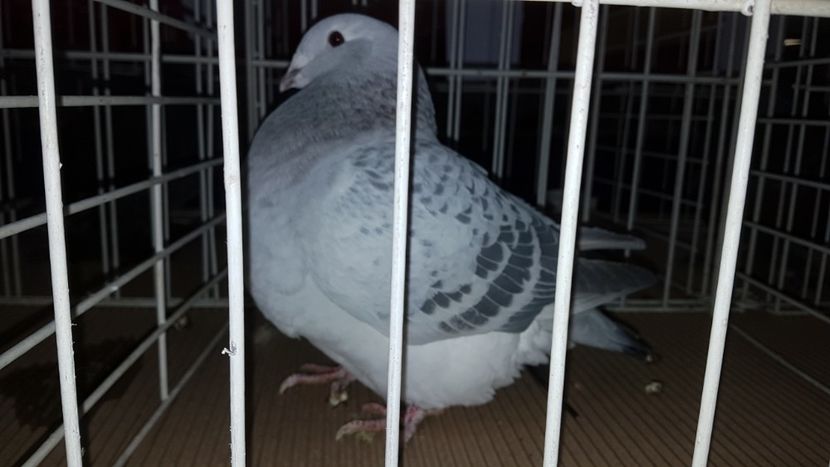 F 2017 - 0 - 26 ian 2018 VRdF Femele