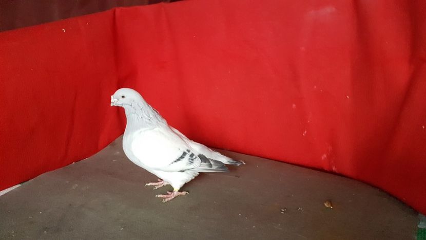  - 0 - 26 ian 2018 VRdF Femele