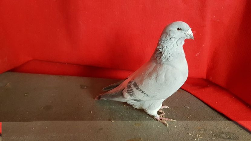  - 0 - 26 ian 2018 VRdF Femele