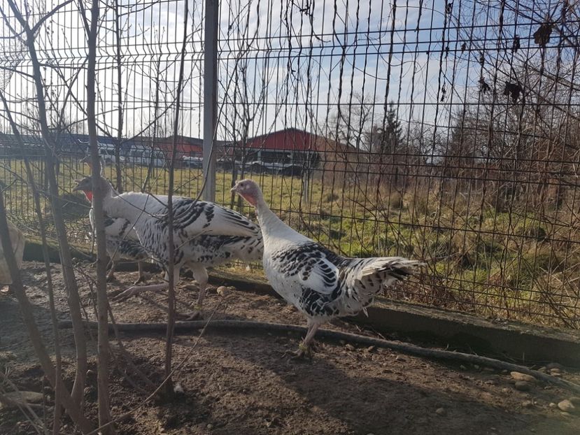 20180126_142038(0) - Curci Crollwitzer