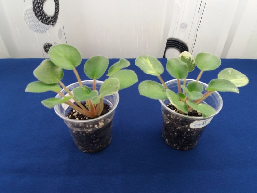 24 ian - ZZ Ian Bokal