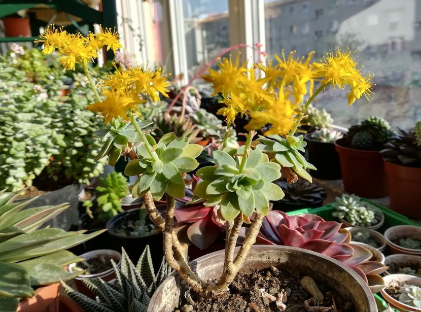 sedum palmeri - A - flori