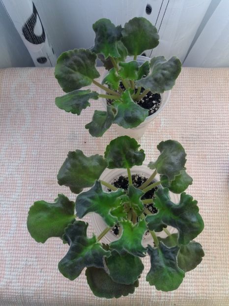 26 ian - Purple Passion Sport