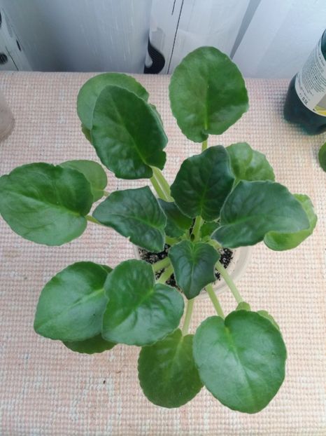 26 ian - ZZ Pink Panthere -Rozovaya Pantera