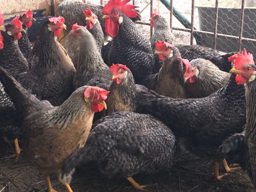 F0D903E3-8288-466C-9F86-57F4C84E418E - A de vânzare oua