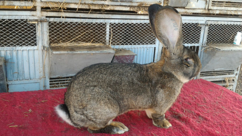 M3 B104 2732 - Masculi 2018