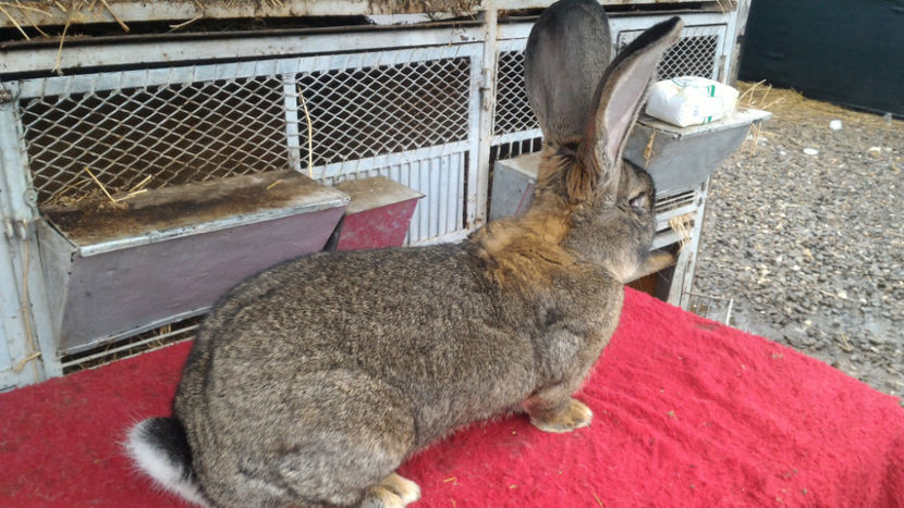 M3 B104 2732 - Masculi 2018