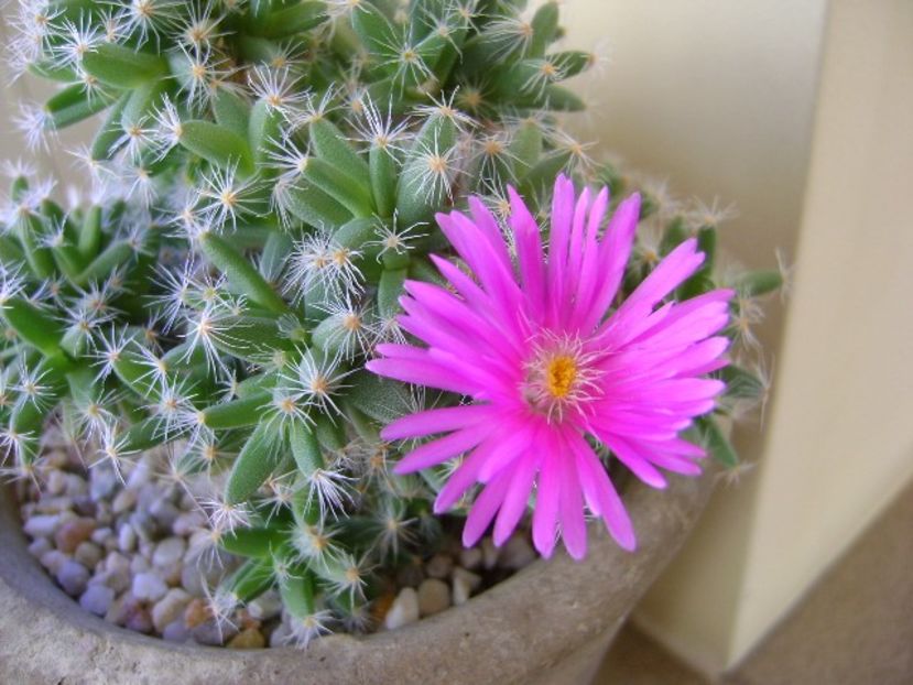 Trichodiadema densum - Suculente 2018