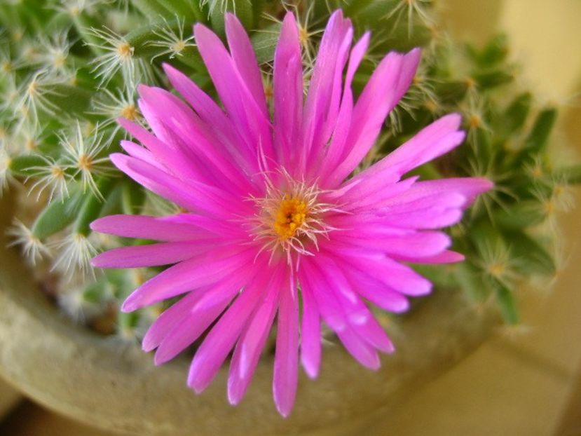 Trichodiadema densum - Suculente 2018
