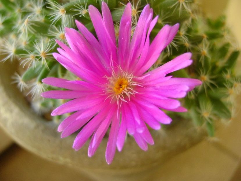 Trichodiadema densum - Suculente 2018