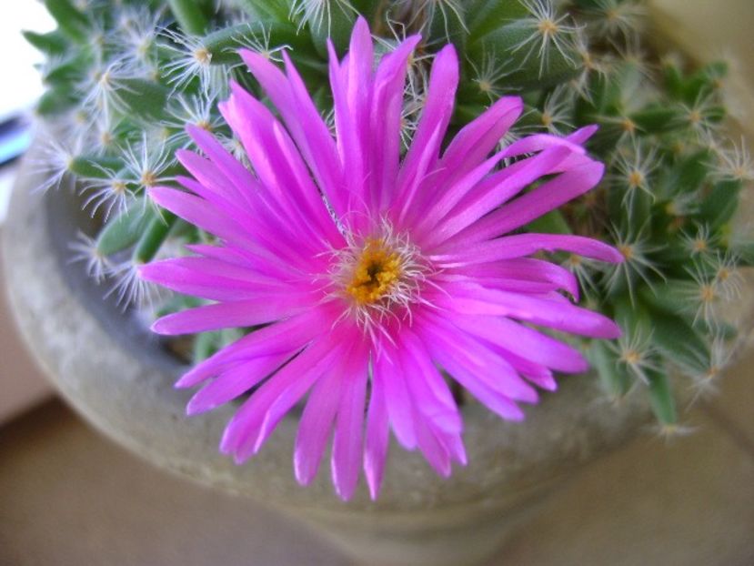 Trichodiadema densum - Suculente 2018