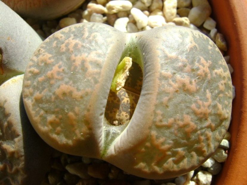 Lithops - Suculente 2018
