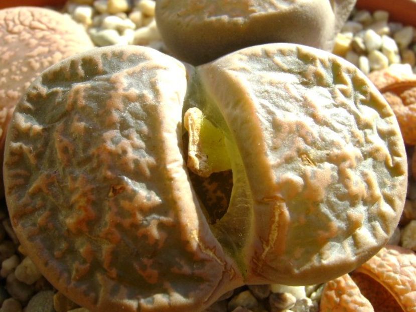 Lithops - Suculente 2018