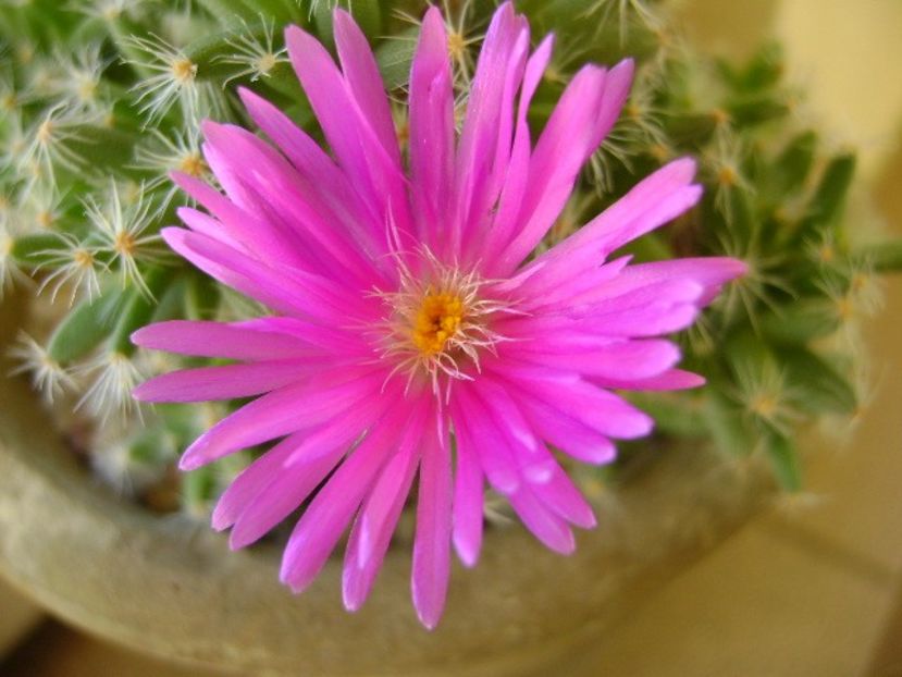 26 ian. 2018: Trichodiadema densum - Flori in plina iarna