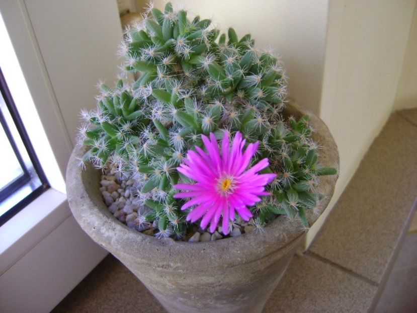 26 ian. 2018: Trichodiadema densum - Flori in plina iarna