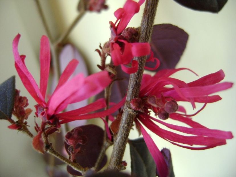 26 ian. 2018: Loropetalum chinensis - Flori in plina iarna