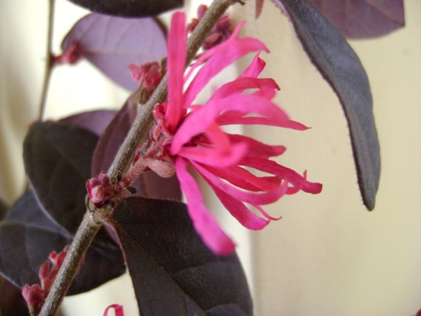 26 ian. 2018: Loropetalum chinensis - Flori in plina iarna