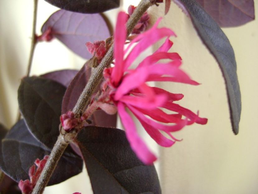 26 ian. 2018: Loropetalum chinensis - Flori in plina iarna