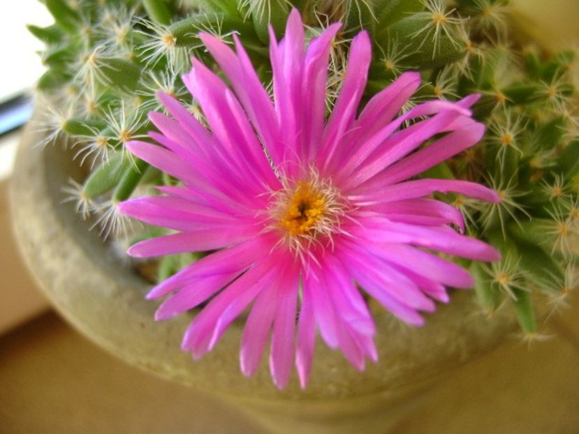 26 ian. 2018: Trichodiadema densum - Flori in plina iarna