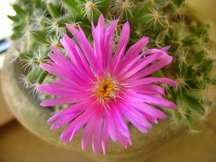 26 ian. 2018: Trichodiadema densum - Flori in plina iarna