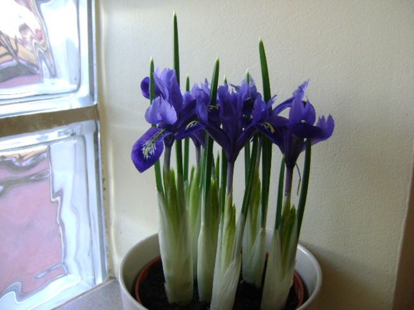 26 ian. 2018: Iris reticulata Harmony (Mini iris) - Flori in plina iarna