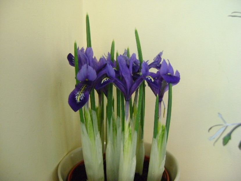 26 ian. 2018: Iris reticulata Harmony (Mini iris) - Flori in plina iarna