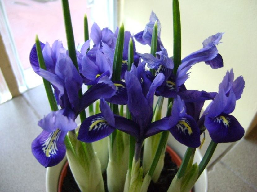 26 ian. 2018: Iris reticulata Harmony (Mini iris) - Flori in plina iarna