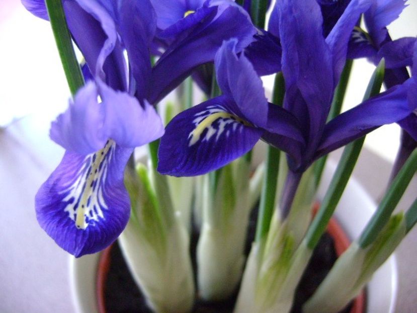 26 ian. 2018: Iris reticulata Harmony (Mini iris) - Flori in plina iarna