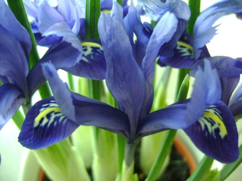 26 ian. 2018: Iris reticulata Harmony (Mini iris) - Flori in plina iarna