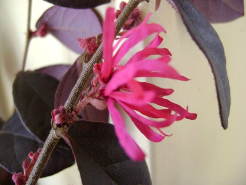 Loropetalum chinensis - Bonsai si prebonsai 2018-2020