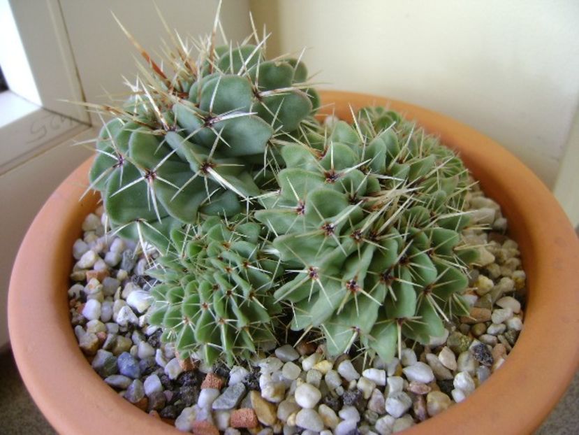 Parodia (Notocactus) buiningii - Cactusi 2018