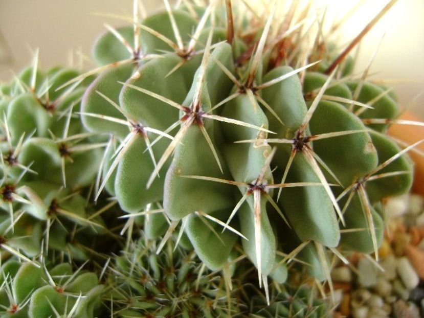 Parodia (Notocactus) buiningii - Cactusi 2018