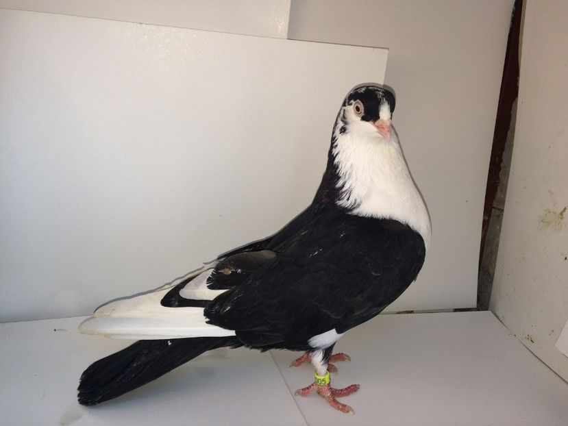 2005  femelă  2017 - Plecați ALBUM 1