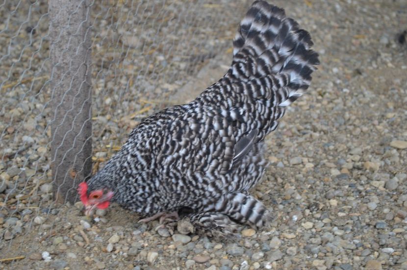 mii de flori barat - b Mii de flori barat